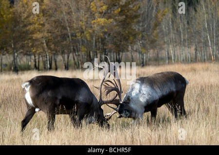 Deux bull Caribou des bois s'affrontent pendant la saison du rut dans le Territoire du Yukon, Canada Banque D'Images