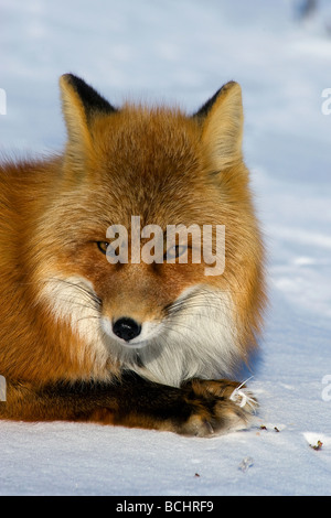 Red Fox portant sur snowcovered tundra près de Nome, en Alaska, au cours de l'hiver Banque D'Images