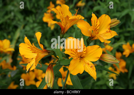 Lily péruvienne ou lis des Incas Alstroemeria aurea prises à Calderstones Park, Liverpool, Royaume-Uni Banque D'Images