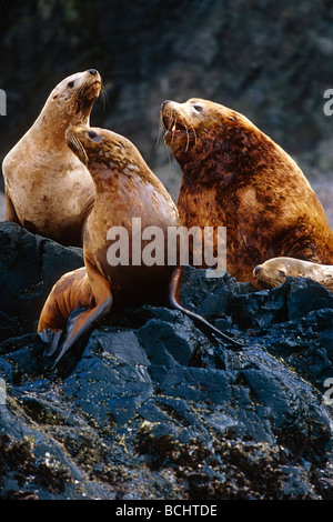 Les Lions de mer de Steller @ île Unalaska sud-ouest de l'Alaska Summer Banque D'Images