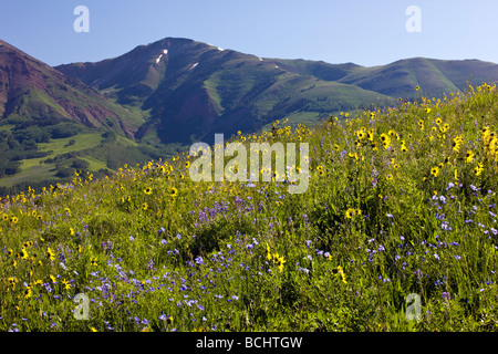 Split clôture & fleurs sauvages y compris Mule Ears famille du tournesol et lin lupin bleu près de Mount Crested Butte, Colorado USA Banque D'Images