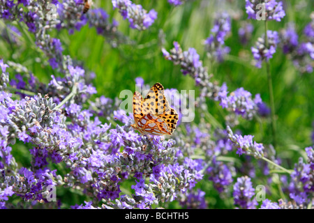 La reine d'Espagne Fritillary Butterfly parmi la lavande a des taches sur underwings argent brillant Banque D'Images
