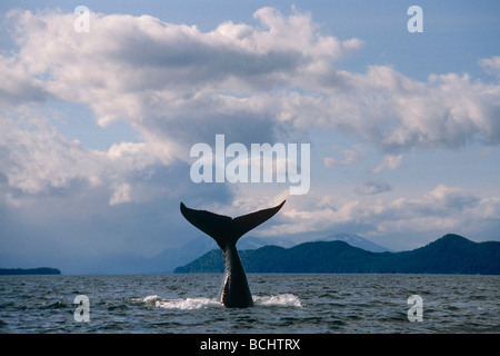 Queue de baleine à bosse soulève hors de l'eau. Au large de la côte près de Juneau en Alaska du Sud-Est. Banque D'Images