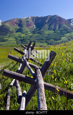 Une des clôtures un pâturage plein de fleurs sauvages y compris les oreilles, Mule et lupin bleu près de Mount Crested Butte, Colorado USA Banque D'Images