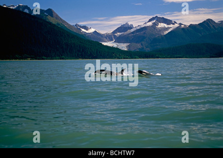 Paire d'Orcas Natation dans Canal Lynn w/Côte Mtns AK SE Été Glacier Eagle Banque D'Images