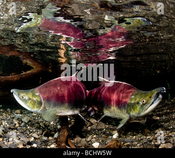 Vue sous-marine de deux ans arrivant à échéance le saumon avec une réflexion sur la surface de l'eau, l'alimentation, de l'Alaska Creek Banque D'Images