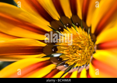 Détail d'une fleur de l'espèce Gazania Banque D'Images