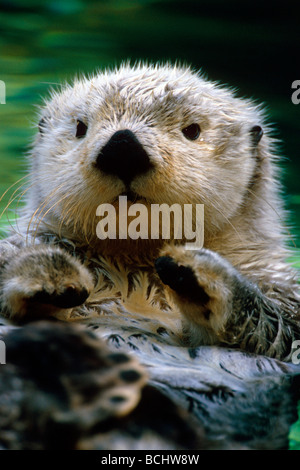 Loutre de mer nager à Tacoma en captivité Zoo Banque D'Images