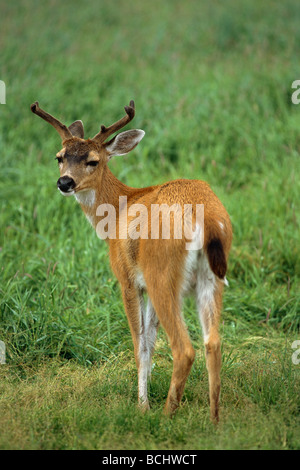 Portrait de black-tailed Deer Buck SC en captivité d'été Grand Jeu Alaska AK Banque D'Images