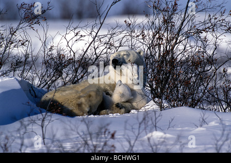 Polar Bear Sow & Cub Resting in Snow Churchill Canada Banque D'Images