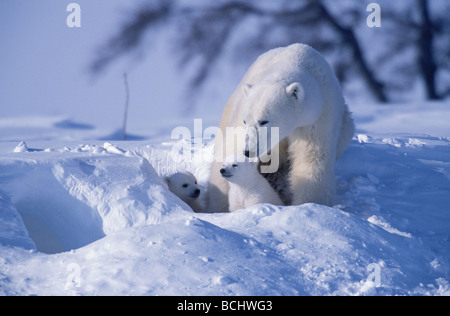 Polar Bear Sow & Oursons Walking in Snow Churchill Canada Banque D'Images