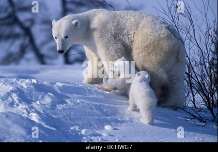 Polar Bear Sow & Oursons Walking in Snow Churchill Canada Banque D'Images