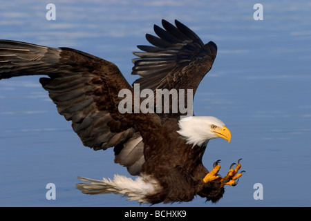 Pygargue à tête blanche se prépare à saisir le passage de l'intérieur du poisson SE AK de l'été Banque D'Images