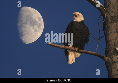 Pygargue perchée sur la branche w/ Pleine Lune Composite numérique Banque D'Images