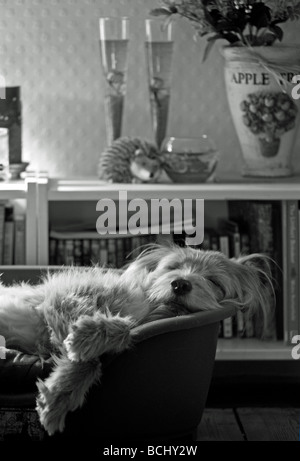 Mignon, doux, inhabituel chien k9 dans une posture détendue avec des oreilles adorables tout en étant alerte et attrayant comme le meilleur ami de l'homme Banque D'Images