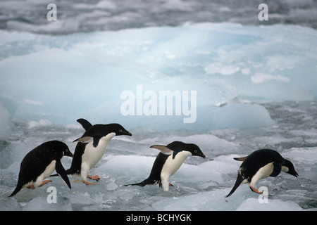 Manchots adélies marcher sur la glace dans l'Antarctique ligne panoramique d'hiver Banque D'Images