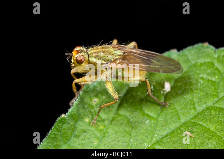 Dung Fly Juin Derbyshire Banque D'Images