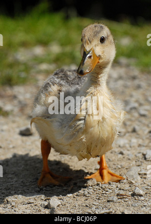 Vilain petit canard en tenant ses premiers pas sur la terre ferme Banque D'Images