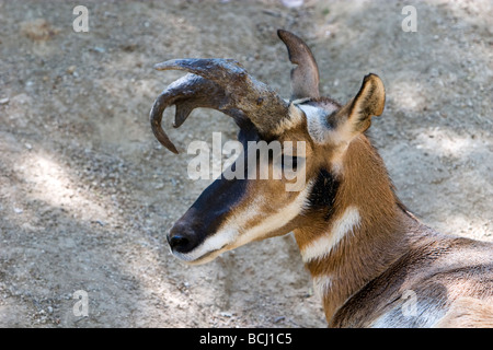 La péninsule de Baja California ou Antilope Pronghorn Antilocapra americana peninsularis Banque D'Images