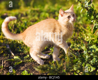 Chaton espiègle sur une herbe verte Banque D'Images