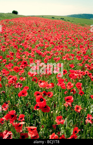 Un champ de coquelicots en fleurs Banque D'Images