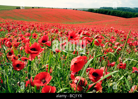 Un champ de coquelicots en fleurs Banque D'Images