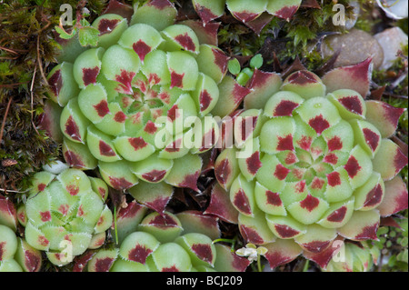 Houseleek Sempervivum calcareum, 'La Colle St Michel' Banque D'Images