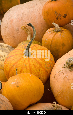 Groupe d'assortiment de citrouilles en mode portrait Banque D'Images