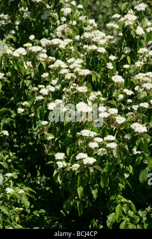 Wayfaring Tree, Viburnum lantana, Adoxaceae Banque D'Images