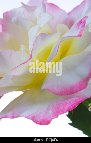 Close up double delight Hybrid Tea Rose Banque D'Images