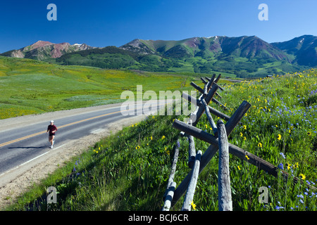 Clôture, Runner et de fleurs des mulets Oreilles et Lin bleu gothique ligne Road près de Mount Crested Butte, Colorado USA Banque D'Images