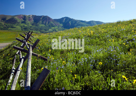 Une scission des clôtures ferroviaire un pâturage de fleurs sauvages y compris Mule Ears famille du tournesol et lin bleu près de Mount Crested Butte CO Banque D'Images