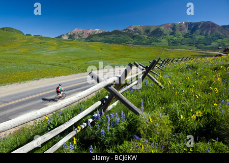 Un split clôture wildflowers Mule s Oreilles et Lin bleu et Lupin gothique ligne Road près de Mount Crested Butte, Colorado USA Banque D'Images