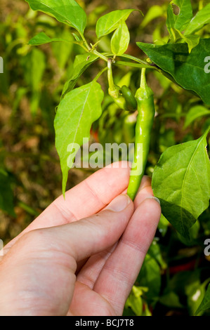 Main tenant le piment d'une plante Banque D'Images