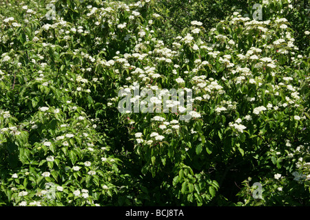 Wayfaring Tree, Viburnum lantana, Adoxaceae Banque D'Images