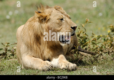 Stock photo d'un jeune lion du bâillement, le Parc National du Serengeti, Tanzanie, février 2009. Banque D'Images