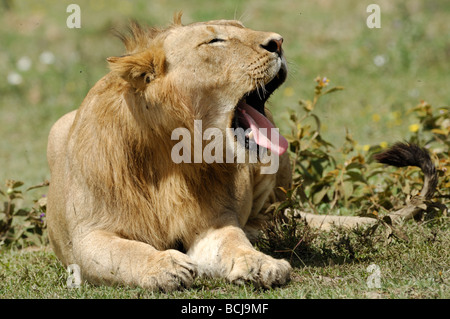 Stock photo d'un jeune lion du bâillement, le Parc National du Serengeti, Tanzanie, février 2009. Banque D'Images