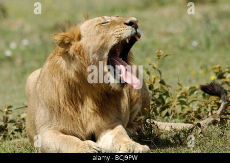 Stock photo d'un jeune lion du bâillement, le Parc National du Serengeti, Tanzanie, février 2009. Banque D'Images