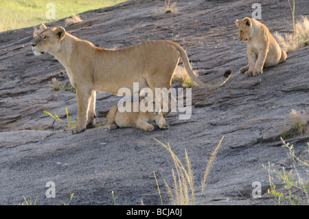 Stock photo d'une lionne et deux oursons sur une colline, le Parc National du Serengeti, Tanzanie, février 2009. Banque D'Images