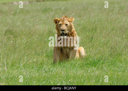 Stock photo d'un jeune homme lion reposant sur les plaines du Serengeti, Tanzanie, février 2009. Banque D'Images