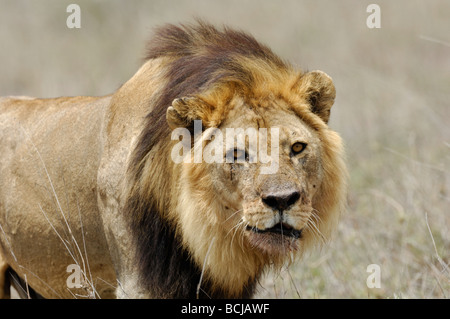 Stock photo d'un grand mâle lion marchant à travers l'herbe sèche, la Tanzanie, Ndutu, février 2009. Banque D'Images