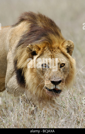 Stock photo d'un grand mâle lion marchant à travers l'herbe sèche, la Tanzanie, Ndutu, février 2009. Banque D'Images