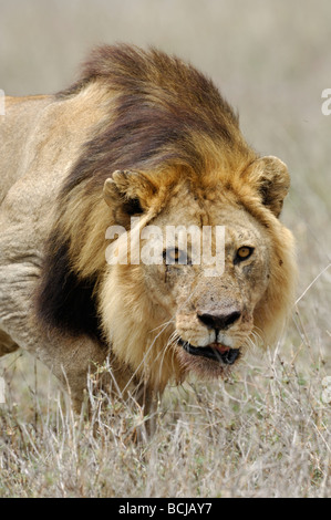 Stock photo d'un grand mâle lion marchant à travers l'herbe sèche, la Tanzanie, Ndutu, février 2009. Banque D'Images