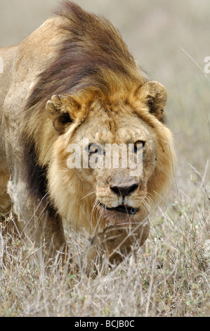 Stock photo d'un grand mâle lion marchant à travers l'herbe sèche, la Tanzanie, Ndutu, février 2009. Banque D'Images