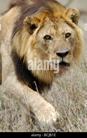 Stock photo d'un grand mâle lion marchant à travers l'herbe sèche, la Tanzanie, Ndutu, février 2009. Banque D'Images