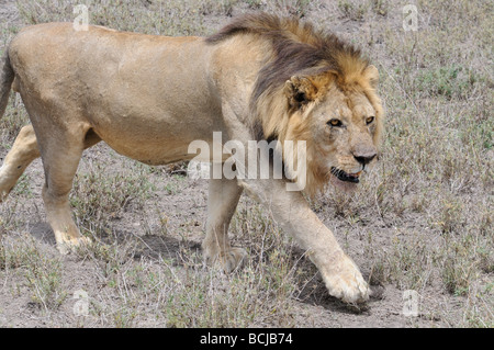 Stock photo d'un grand mâle lion marchant à travers l'herbe sèche, la Tanzanie, Ndutu, février 2009. Banque D'Images