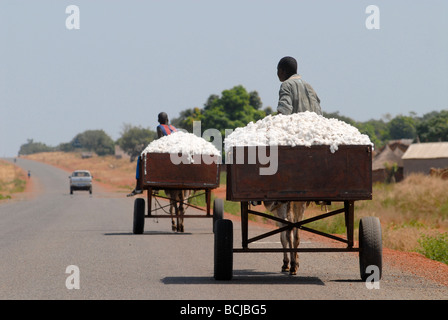 Mali, le transport agricole a récolté du coton avec un chariot âne, les ânes sont une cible des acheteurs chinois pour l'exportation pour produire de la gélantine à partir de la peau âne Banque D'Images