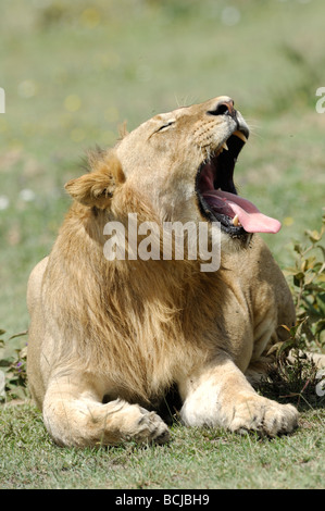 Stock photo d'un jeune lion du bâillement, le Parc National du Serengeti, Tanzanie, février 2009. Banque D'Images