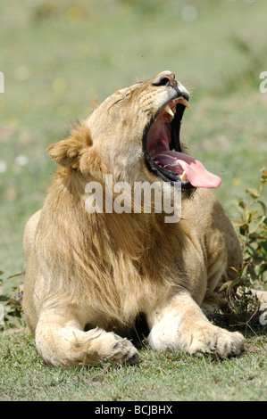 Stock photo d'un jeune lion du bâillement, le Parc National du Serengeti, Tanzanie, février 2009. Banque D'Images