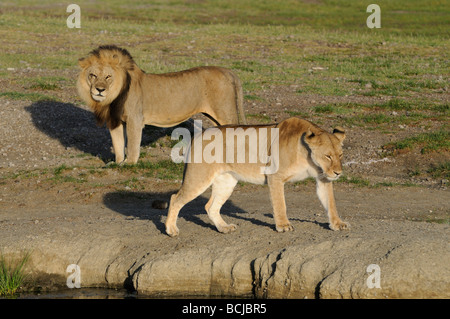 Stock photo d'un lion et lionesss du lac Masek, fierté, Ndutu Ngorongoro Conservation Area, Tanzania, février 2009. Banque D'Images